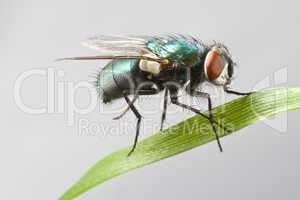house fly in extreme close up sitting on leaf