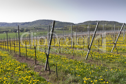 vineyard with dandelion