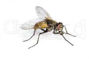 horse fly in close up