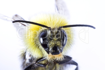 close-up of wasp