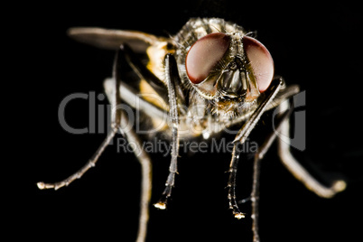 horse fly with black background