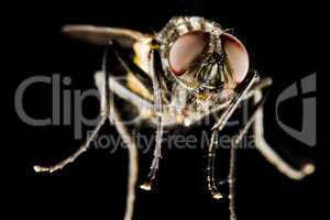 horse fly with black background