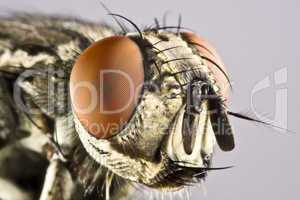 Head of horse fly with huge compound eye