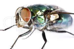 iridescent house fly in close up