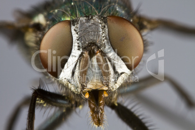 frontal shot of house fly
