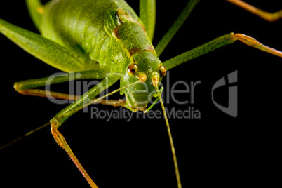 Grashopper 1