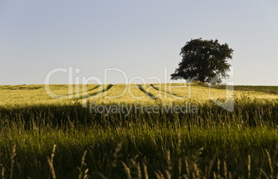 single tree and grainfield