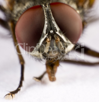 Head of a domestic fly - three