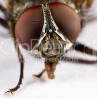 Head of a domestic fly - three