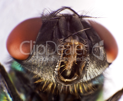 housefly