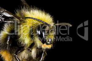 bumblebee in close up