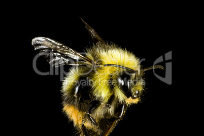 close up of bumble bee