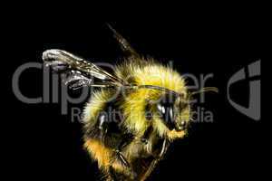 close up of bumble bee