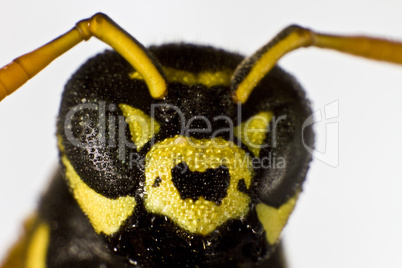 wet wasp in close up shot