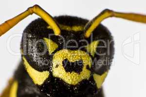 wet wasp in close up shot