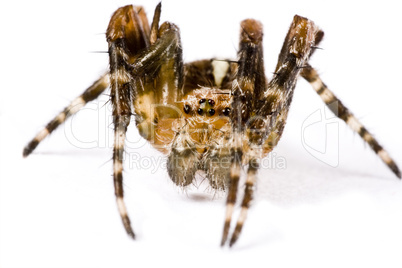 spider crawling in extreme close up