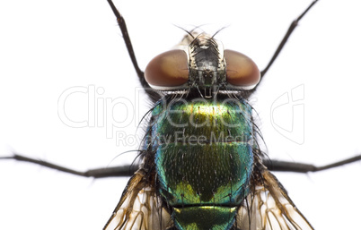 iridescent: house fly in close up