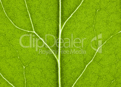 green leaf with structure in close up