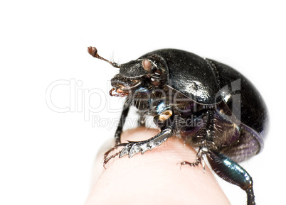 black beetle sitting on finger