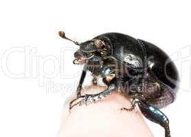 black beetle sitting on finger
