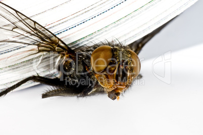 squash fly under magazine in extreme close up