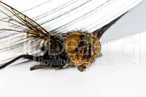 squash fly under magazine in extreme close up