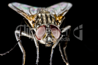 Hose fly with black background and huge compound eyes