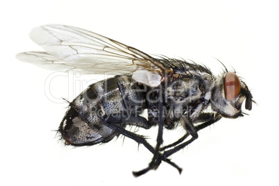 dead horse fly in close up