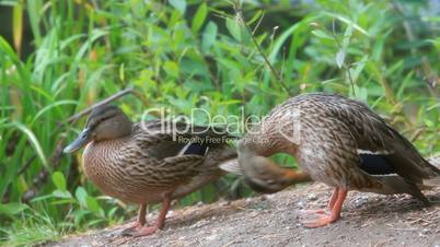 two ducks clean their feathers