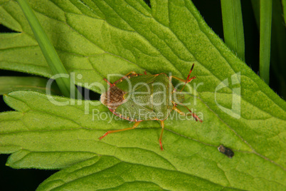 Stinkwanze (Palomena prasina) / Shield bug (Palomena prasina)