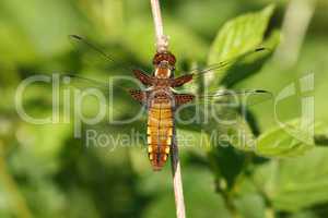 Plattbauchlibelle / Broad-bodied Chaser (Libellula depressa)