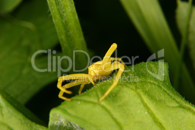 Veränderliche Krabbenspinne (Misumena vatia) / Goldenrod crab sp