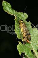 Gemeine Skorpionsfliege (Panorpa communis) / Common Scorpionfly