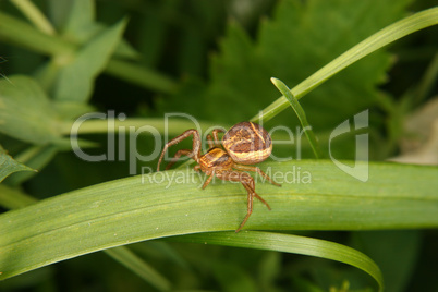 Braune Krabbenspinne (Xysticus cristatus) / Crab spider (Xysticu