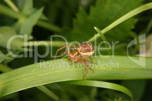 Braune Krabbenspinne (Xysticus cristatus) / Crab spider (Xysticu