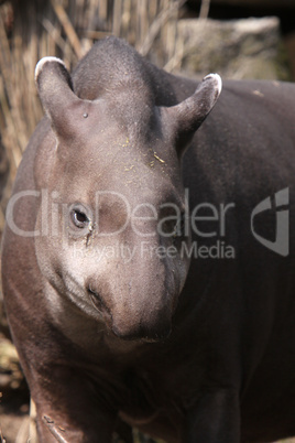 Flachlandtapir