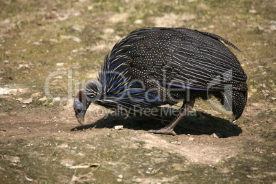 Geierperlhuhn