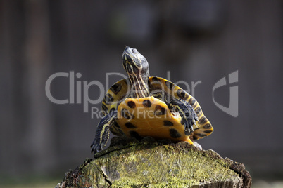 Gelbbauch-Schmuckschildkröte