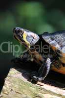 Gelbwangenschmuckschildkröte