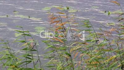 reed in the wind in the water