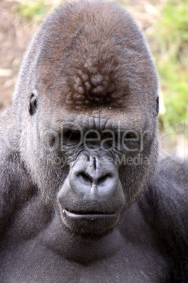 Gorilla (Männchen)