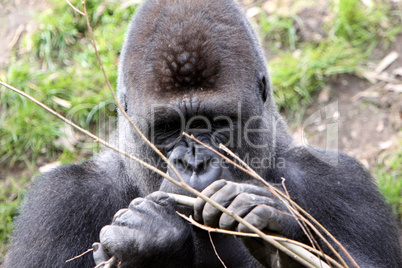 Gorilla (Männchen)