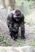 Gorillas (Weibchen mit Jungtier)