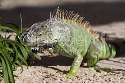 Grüner Leguan