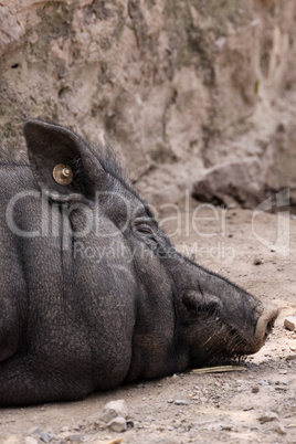 Hängebauchschwein