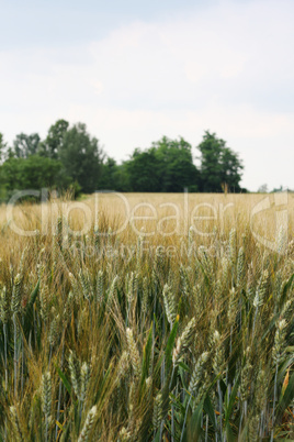 Corn field