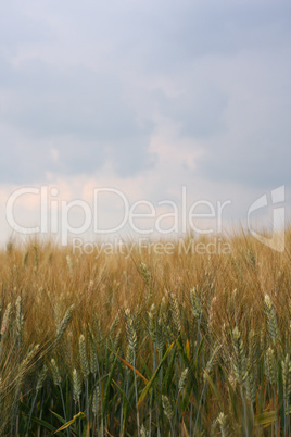 Corn field