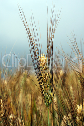 Wheat field