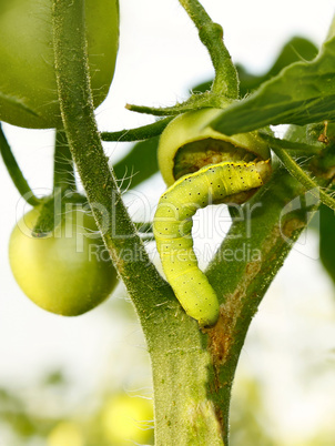 Cutworm eats green tomato