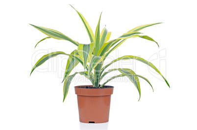 Houseplant